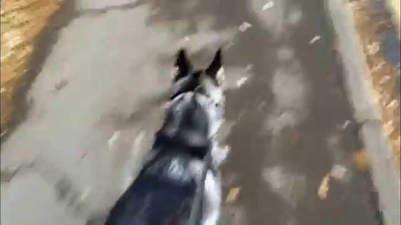Husky walking with Dogmatic Headcollar YouTube