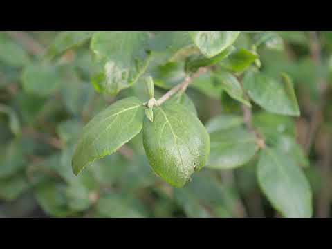 Video: De Magiska Egenskaperna Hos Viburnum