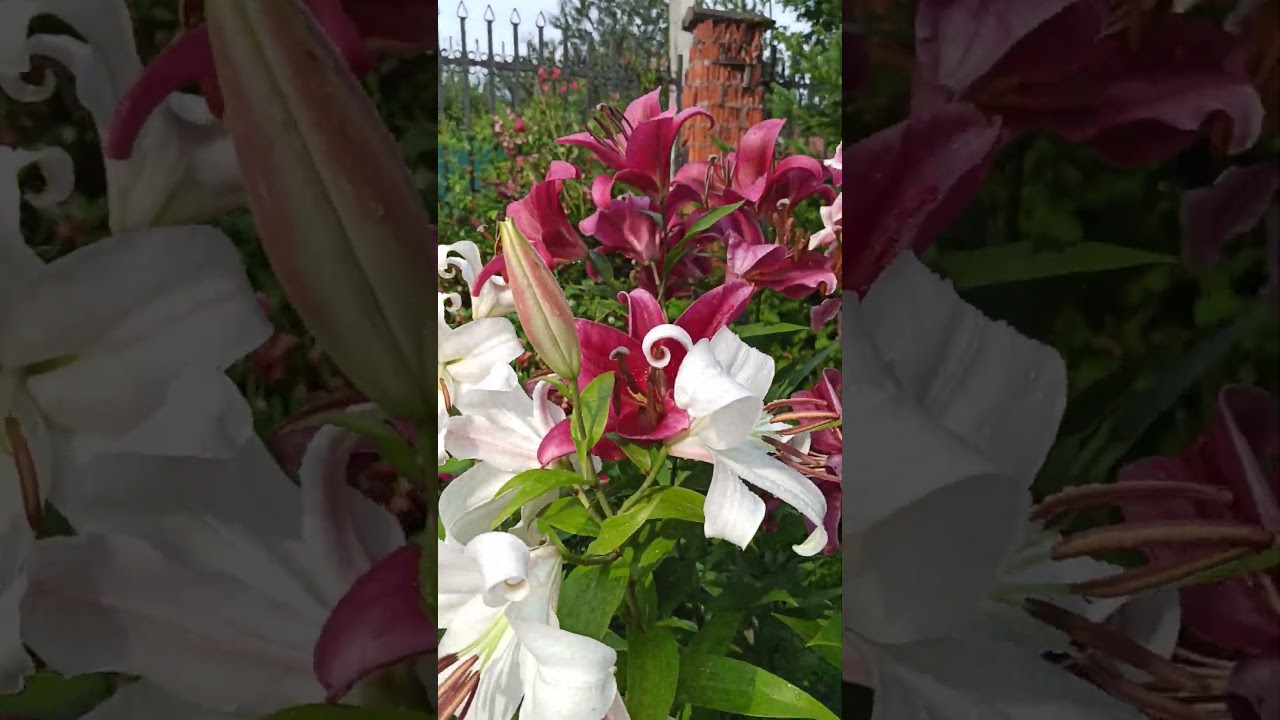 Лилии-деревья.Семь сортов лилий ОТ-гибридов.