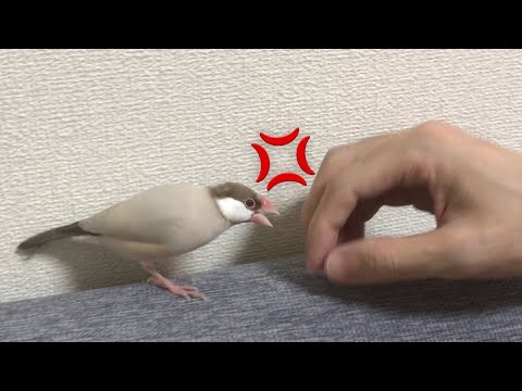 遊んでいるところを邪魔されてイラッとする文鳥こむぎ　癒し動物　面白い動物　Java sparrow