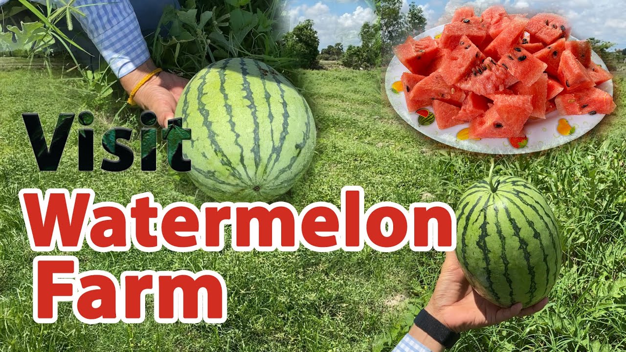 Visit Watermelon Farm in Takeo Province