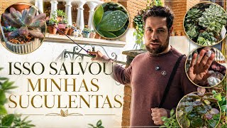 Isso Salvou Minhas Suculentas: Como Previnir Pragas e Fungos na Umidade