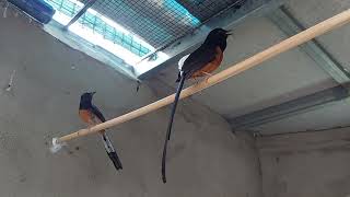 The Sound Of Birds Singing In The Breeding Season Bird White-Rumped Shama Purebred Bird