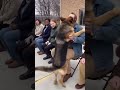 He walked past everyone... until he found his soulmate. 😍💕🐕"