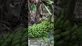 "Lo que crece afuera de casa 🍌 | Vida en el campo, Oaxaca"#Oaxaca #NopalaOaxaca #VidaEnElCampo