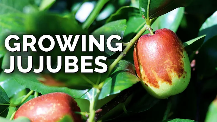 Growing Jujubes: The "Weird Apple" That Tastes Absolutely Delicious! - DayDayNews