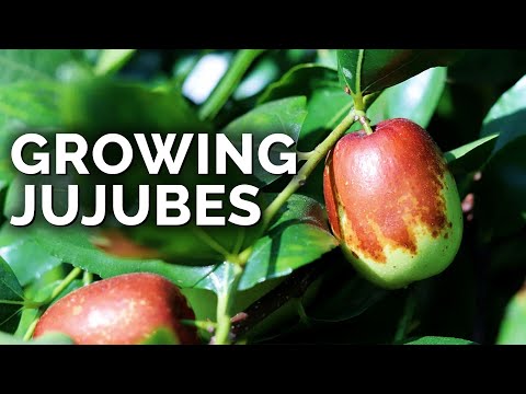 Video: Jujube Tree Care - How To Grow A Jujube Tree