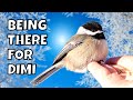 Helping a Black-capped Chickadee Named Dimi | How Do Birds Survive in the Cold Weather?