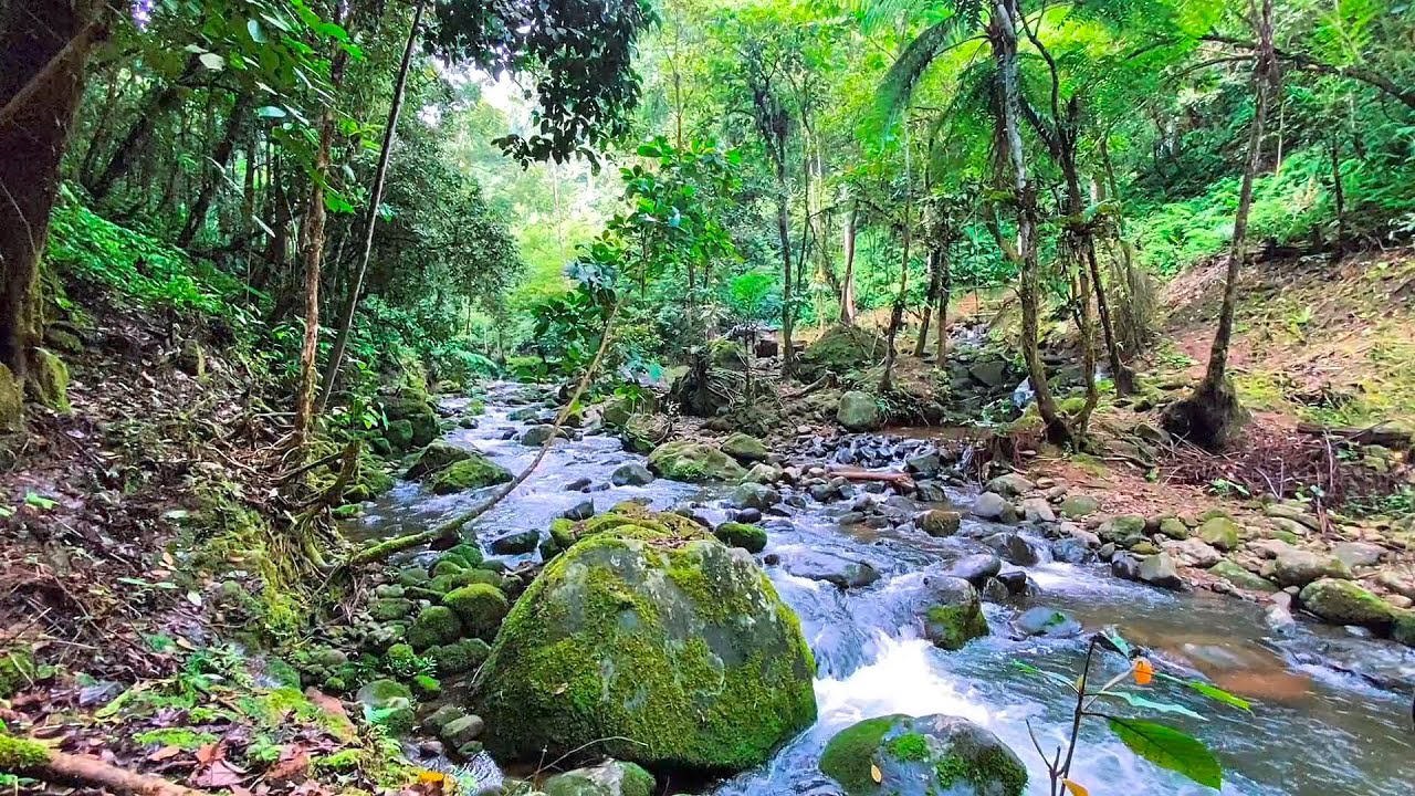 big stream in the forest, beautiful birdsong, nature sounds to relieve ...