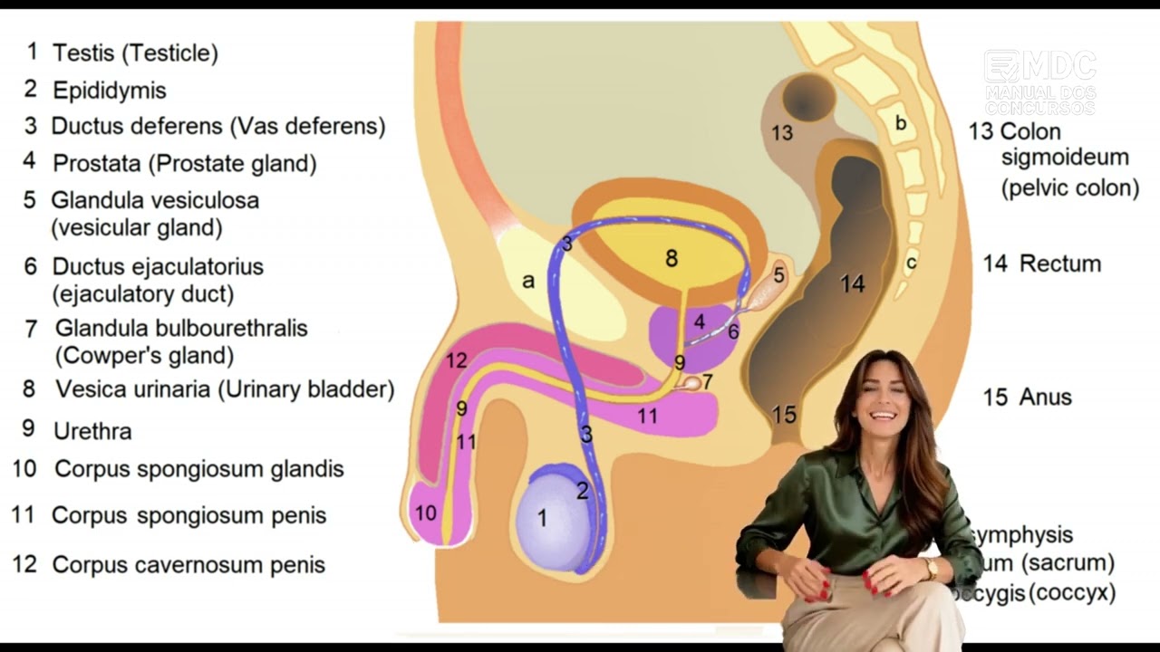Sistema Reprodutor Masculino: Anatomia e Funções (Resumo)