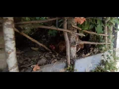 مقبره زاهد گیلانی در گیلان