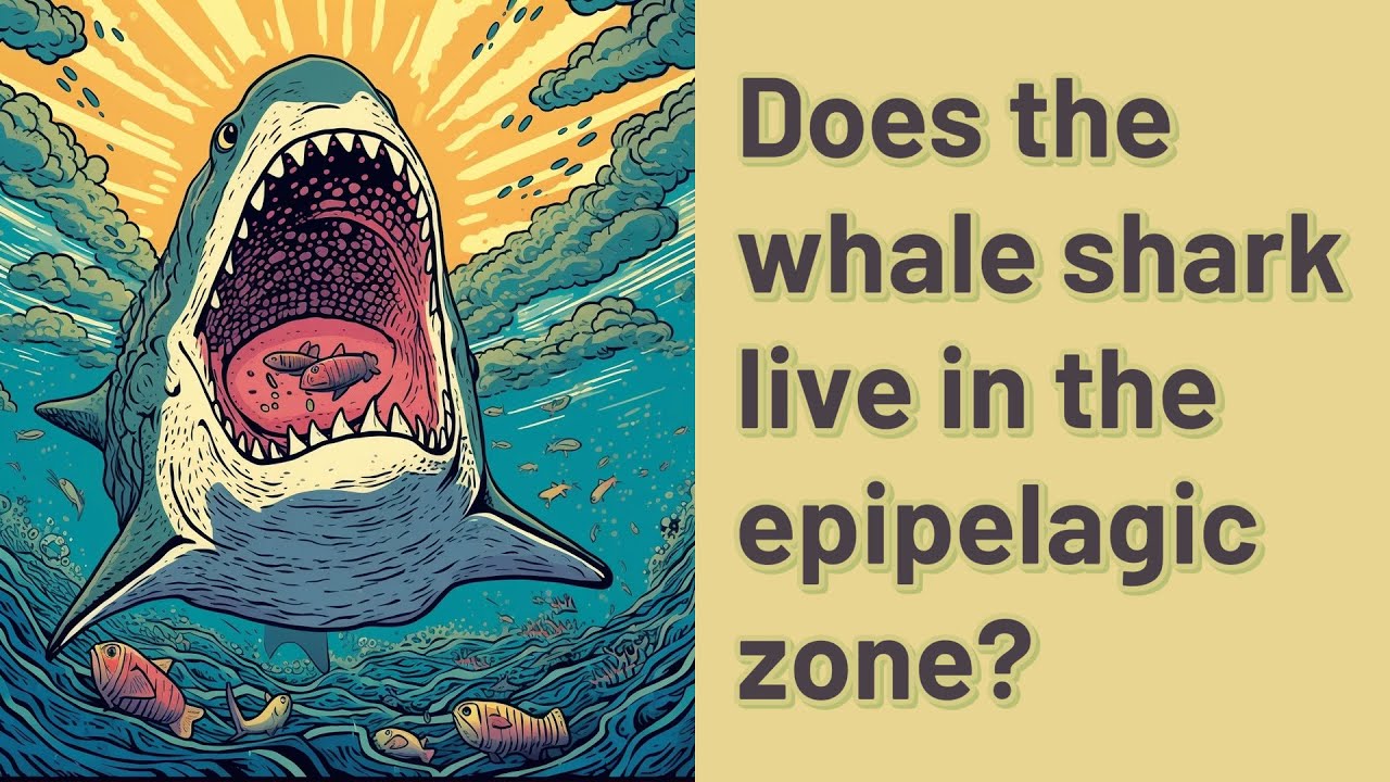 Does The Whale Shark Live In The Epipelagic Zone YouTube Does The Whale Shark Live In The Epipelagic Zone YouTube