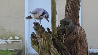 Blue Jay calls and feeds