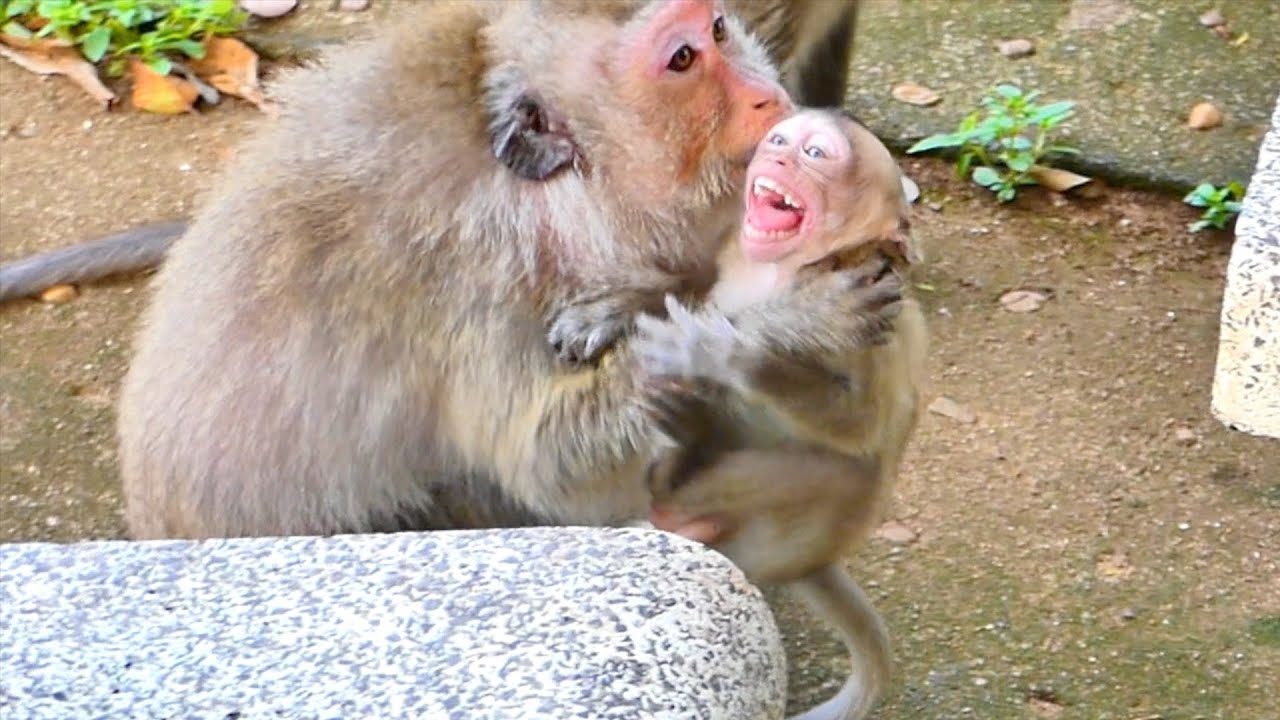 Little Monkey Emilo is playing happily with friends but Monkey RANA dissatisfied that children are b