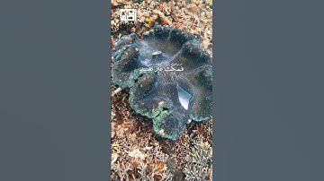 #هزاع_البلوشي الآيات 20-21-22 من سورة النمل