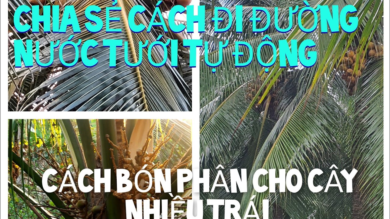 LÊN LIẾP TRỒNG DỪA -  ĐI ĐƯỜNG NƯỚC TƯỚI VÀ CHIA SẺ CÁCH TRỘN PHÂN ĐỂ BÓN CHO CÂY DỪA .