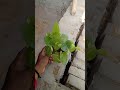 🌿 Money Plant Care | तेजी से बढ़ाने का आसान तरीका 💰//Money Plant का Secret Hack 🤫 तेजी से बढ़ेगा पौध