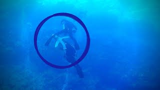 I witnessed a shark attack while diving