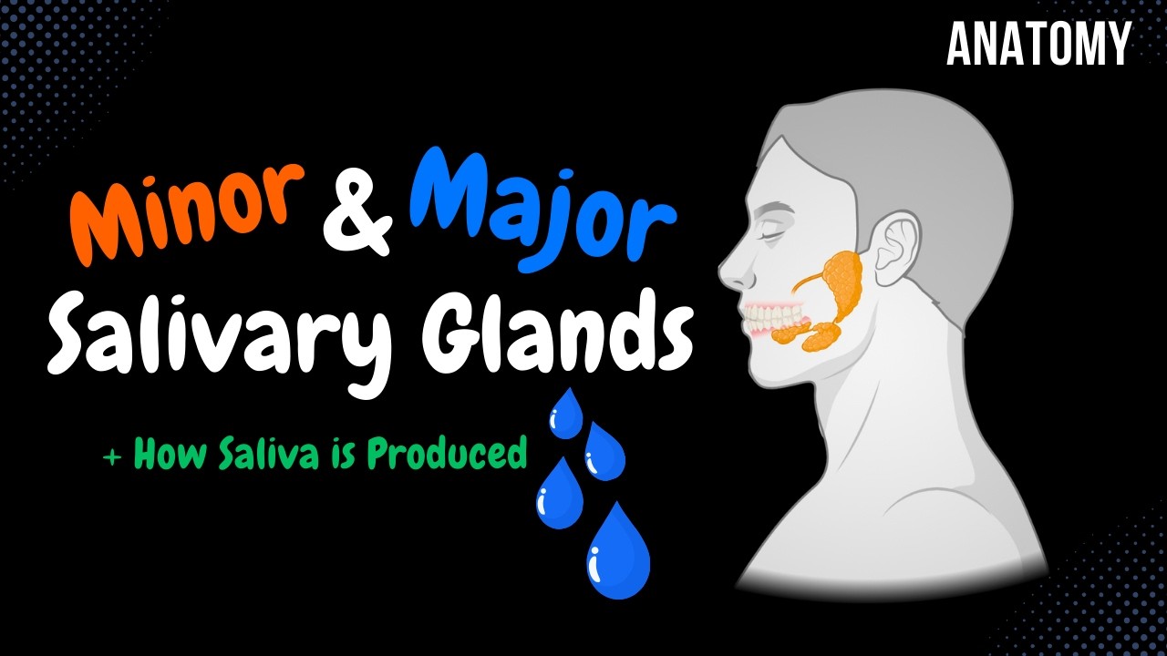 Слюнные железы и слюна (Околоушная, Поднижнечелюстная, Подъязычная) | Анатомия