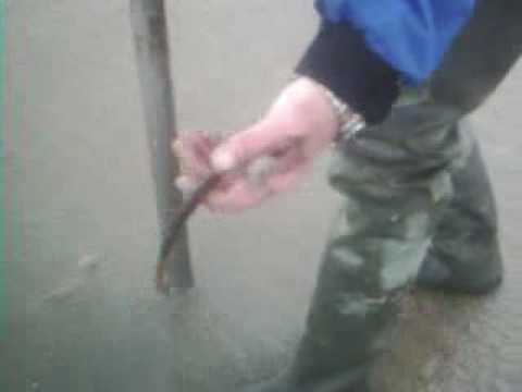 Pumping black lugworm Clearance