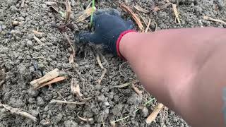 Menanam Bunga Kenikir Atau Suring