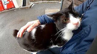 公園トイレ前にハチワレ猫がいたので近づいてナデナデしたら喜んで膝の上に乗ってきた