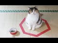 FUNNIEST CAT video Ever - Be CAREFUL , you may not stop LAUGHING