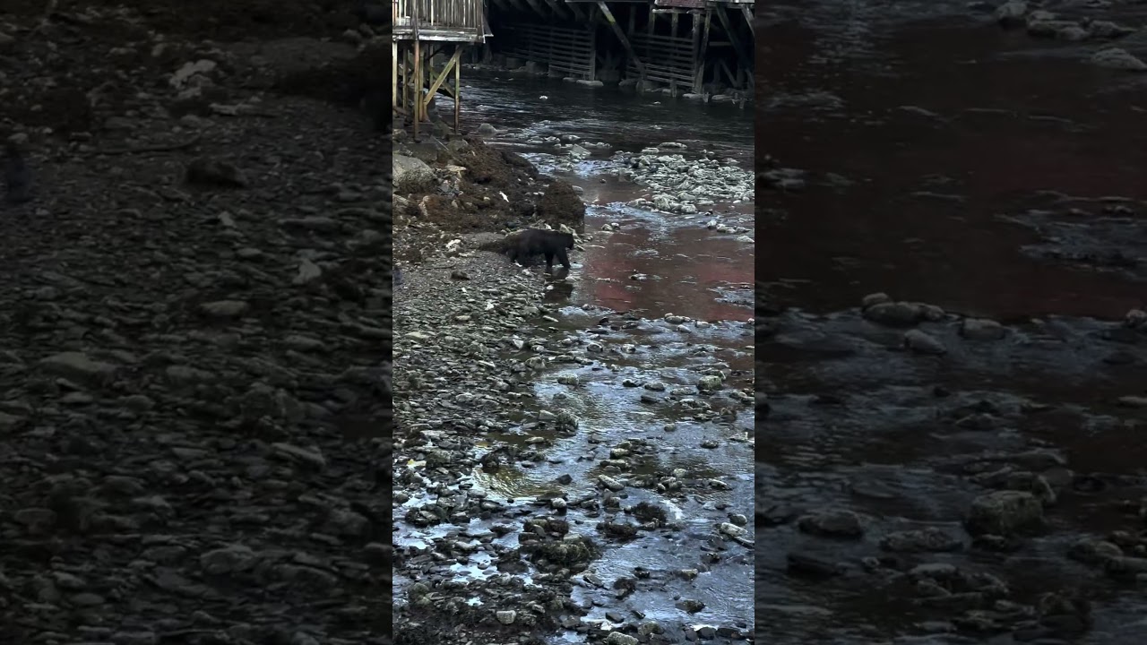 A Bear Fishing Right in Downtown Ketchikan