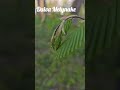 Lapeliai  #nature #coldseason #reels #flowers #shortvideos #garden #tree #spring #travel #love