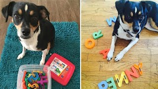 Woman Adopts A Dog That Nobody Wants A Year Later, Vet Realizes His Mistake