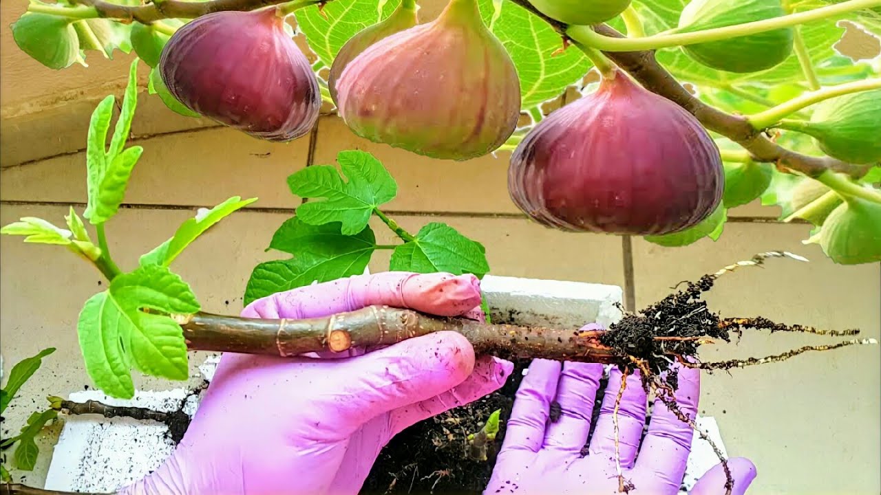   Размножайте инжир _ выращивайте инжир