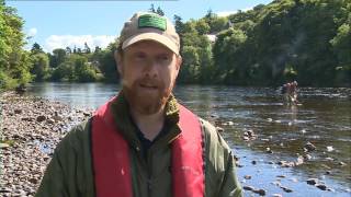 STV News - Invasive Pacific Salmon Caught In Scots Rivers