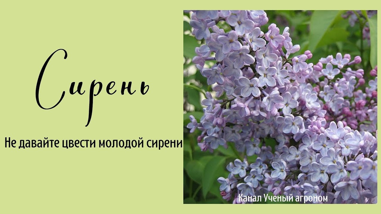 Сирень. Не давайте цвести молодой сирени. - YouTube