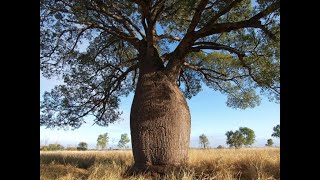 Дерево в форме сосуда- бутылочное дерево