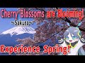 【2025 Japan Cherry blossom】 Viewing season &amp; Information on beautiful places