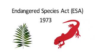 What is the Endangered Species Act? E&E News Explains