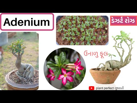 Adenium | એડેનિયમ પર ફૂલો મેળવો | desert rose | grow and care | make codex beautiful | કોડેક્સ બનાવો