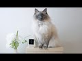 Petcube | Pet Camera Unboxing & Review