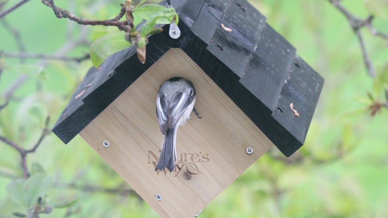 Птицы, гнездящиеся в дуплах, и скворечники