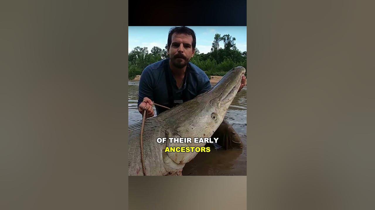 Alligator Gar  The Prehistoric River Monster 