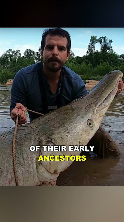 Alligator Gar | The Prehistoric River Monster