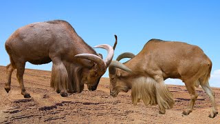 Barbary Sheep: Legends of the Atlas by Familiarity With Animals (FWA) 890 views 1 month ago 3 minutes, 55 seconds