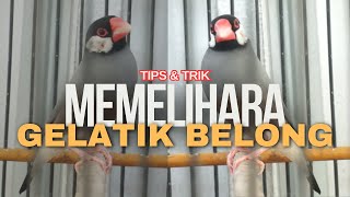 Cara Sederhana Memelihara Burung Gelatik Belong