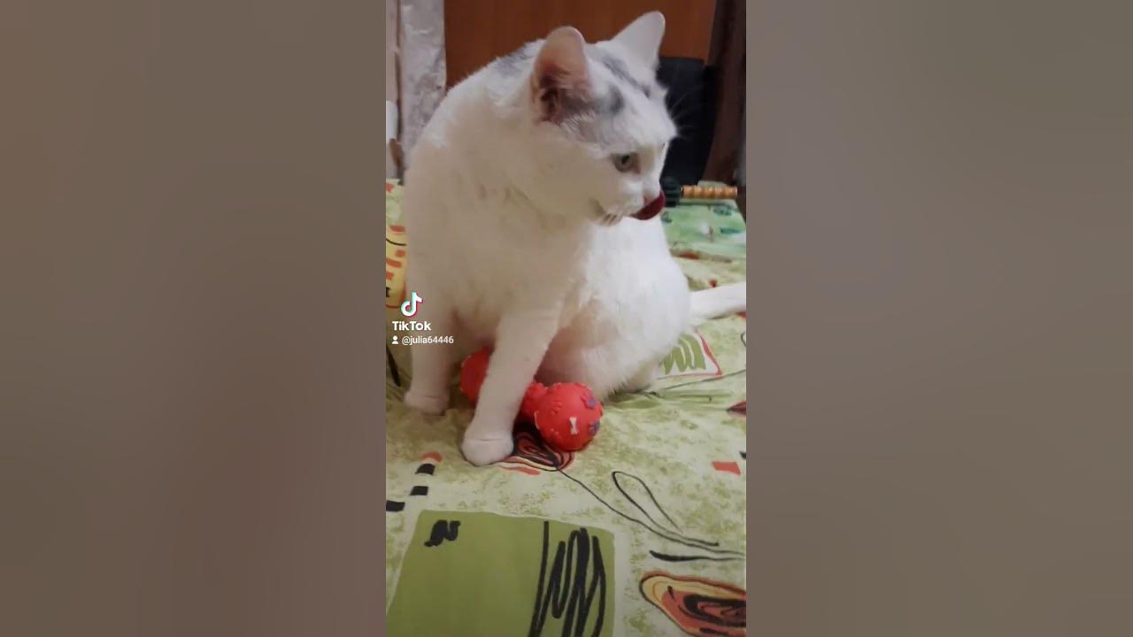 💖😻СИМОЧКА😻💖 - YouTube