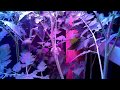 #RaspberryPi Time Lapse of Tomato Plants Flowering and
Pollinating #celebratephotography