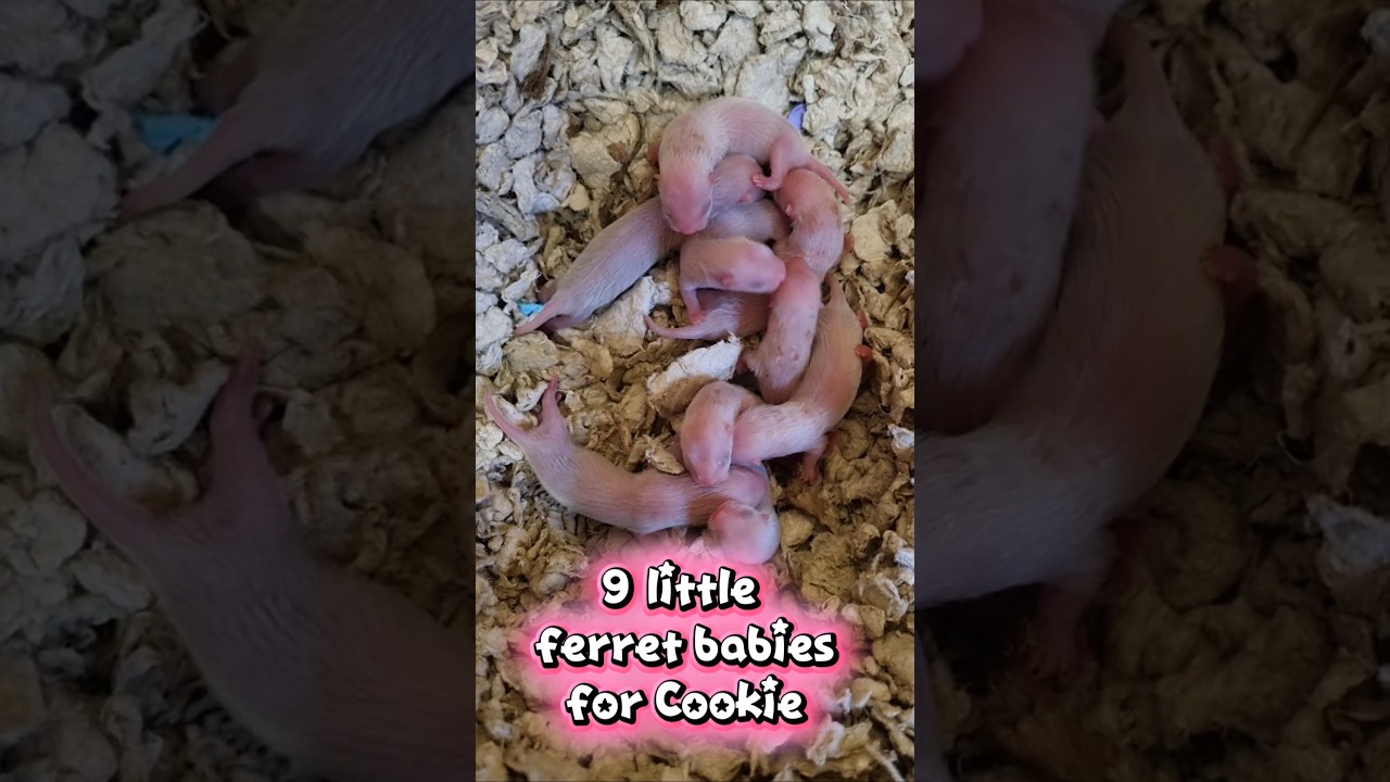 Cookie has just had 9 little ferret babies!