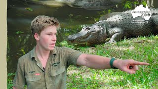 What happens when we need to move our alligators? | Irwin Family Adventures