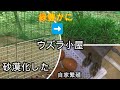 （養鶉）うずら飼育　砂漠化したウズラ小屋が緑豊かに生まれ変わる！と自家繁殖　ウズラの卵自給自足