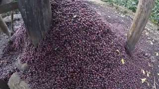 Eliminate coffee waste! Uses for the cascara after depulping screenshot 4