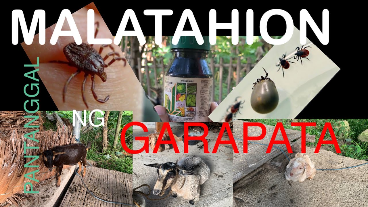 PAANO GAMITIN ANG MALATHION?VLOG#21#agriculture#pongsetras#typhoonodette#organic #herbalmedicine